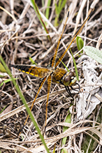 four-spotted skimmer