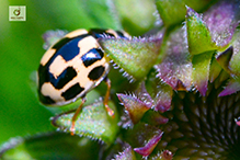 fourteen-spotted lady beetle