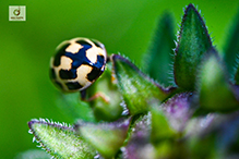 fourteen-spotted lady beetle