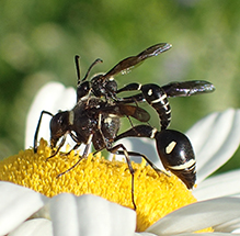fraternal potter wasp