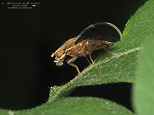 fruit fly (Eutreta novaeboracensis)