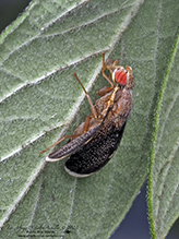 fruit fly (Eutreta novaeboracensis)