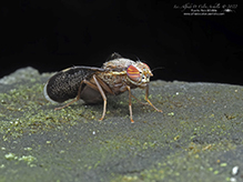 fruit fly (Eutreta novaeboracensis)