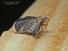 fruit fly (Eutreta novaeboracensis)