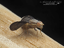 fruit fly (Eutreta novaeboracensis)