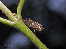 fruit fly (Eutreta novaeboracensis)