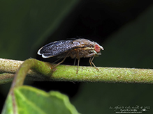 fruit fly (Eutreta novaeboracensis)