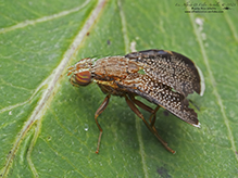 fruit fly (Eutreta novaeboracensis)