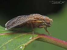 fruit fly (Eutreta novaeboracensis)