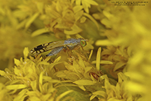 fruit fly (Trupanea actinobola)