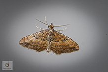 gem moth