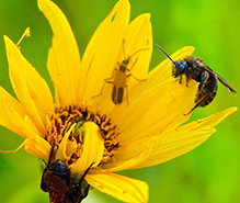 giant sweat bee