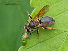 giant sweat bee