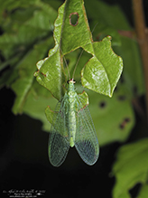 golden-eyed lacewing