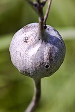 goldenrod gall fly