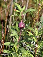 goldenrod gall fly