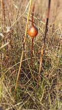 goldenrod gall fly
