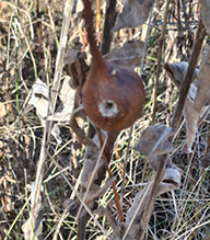 goldenrod gall fly