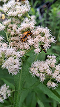 goldenrod soldier beetle