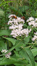 goldenrod soldier beetle