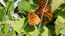 great spangled fritillary