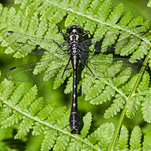 green-faced clubtail