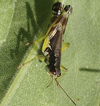green-legged grasshopper
