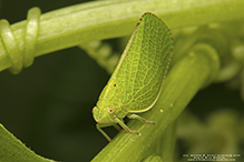 green cone-headed planthopper