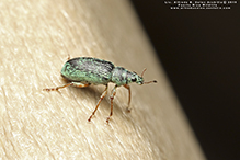green immigrant leaf weevil