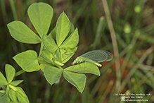 green lacewing (family Chrysopidae)