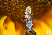 green lacewing (family Chrysopidae)