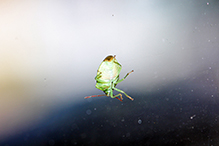 green stink bug