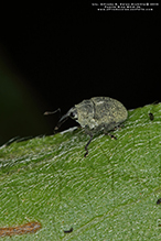 groove-winged minute seed weevil