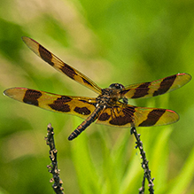 Halloween pennant