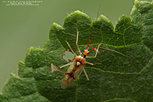 Hart’s hyaline plant bug