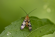 Helena’s scorpionfly