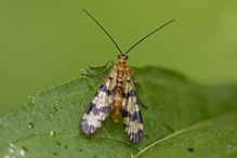 Helena’s scorpionfly
