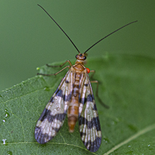 Helena’s scorpionfly
