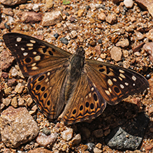 hackberry emperor