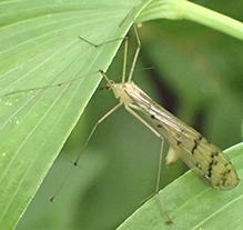 hangingfly (Bittacus sp.)