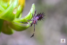 helmeted squash bug