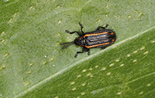 hispine leaf beetle (Microrhopala xerene)