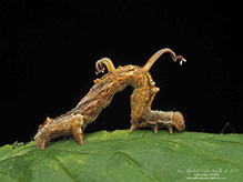 horned spanworm moth