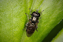 hover fly (Eumerus sp.)