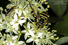 hoverfly (Chrysotoxum sp.)
