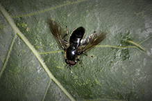 hoverfly (Pipiza sp.)
