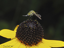 hunchback bee fly