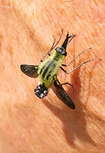 hunchback bee fly