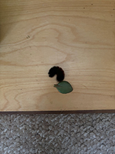 Isabella tiger moth