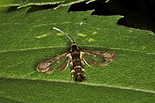 Ithaca clearwing moth